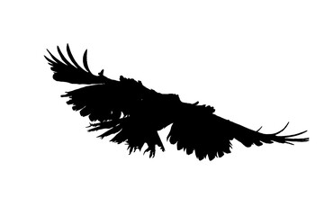 Silhouette of a flying bird with wings spread wide on a white background, symbolizing freedom, flight, power, and nature. Ideal for design, wildlife art, logos, and creative illustrations.