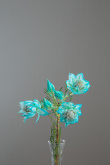 白い部屋に置かれたセルリア