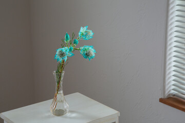 白い部屋に置かれたセルリア