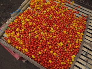 Freshly harvested cherry tomatoes in a traditional bamboo basket from Thai highlands
