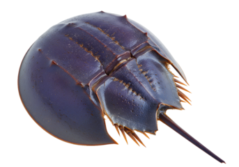 Majestic horseshoe crab with striking exoskeleton detail and sharp spines, a prehistoric marvel