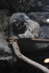 Obraz premium Pallas’s Cat Grooming on a Thick Tree Branch