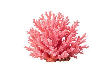 Large pink coral structure with elaborate branching design and organic marine growth patterns, isolated on a transparent background