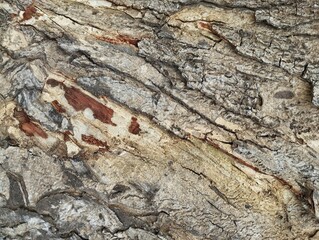 Close up of tree bark or wooden texture background, Natural pattern