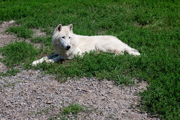 Obraz premium Arctic Wolf Resting on Green Meadow