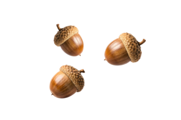 Three brown acorns with textured caps arranged casually displaying natural autumn harvest elements, isolated on a transparent background