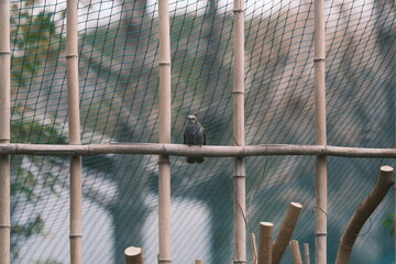 Wild Brown-eared Bulbul Perched on a Bamboo Fence in a Zoo Enclosure