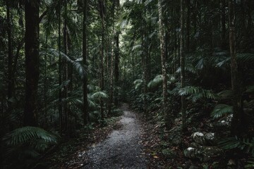 Fototapeta premium Lush rainforest path (2)