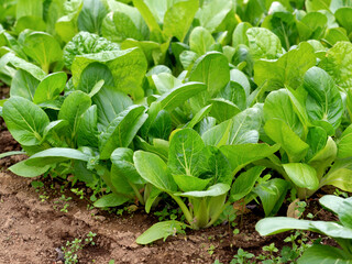 チンゲンサイの栽培