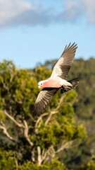 Fototapeta premium Pink bird in flight, wings spread wide, against a backdrop of lush green foliage and a partly cloudy sky