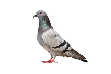 Obraz premium Gray pigeon with iridescent neck feathers standing in profile showing distinctive wing markings, isolated on a transparent background