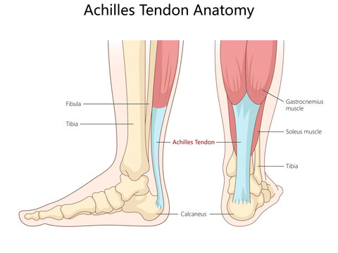 Achilles tendon, showing surrounding bones, muscles, anatomical structure from side and back views structure diagram hand drawn schematic vector illustration. Medical science educational illustration