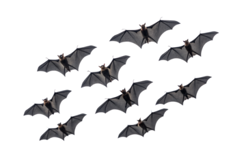 Group of multiple bats flying in formation with spread wings against clear sky, isolated on a transparent background