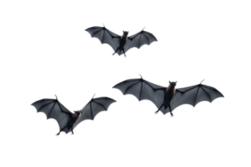 Three bats in flight showing detailed wing membranes and body structure in silhouette, isolated on a transparent background