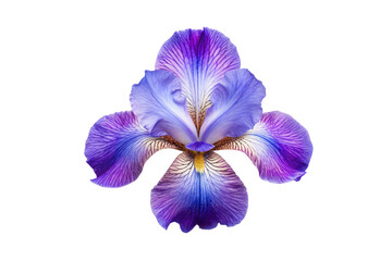Purple iris flower with detailed petals and intricate patterns, isolated on a transparent background