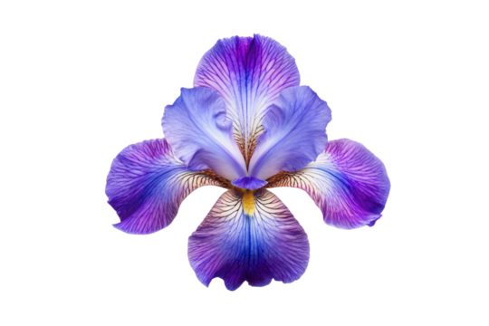 Purple iris flower with detailed petals and intricate patterns, isolated on a transparent background