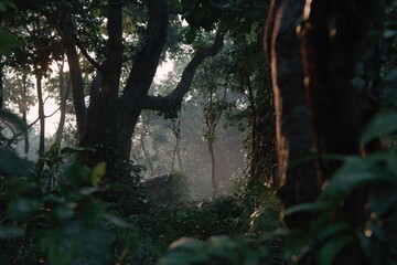 Sunlit, dense jungle