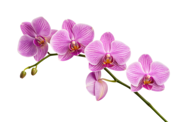 Light purple orchid flowers with dark veining on graceful arching stem, isolated on a transparent background