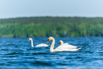 Fototapeta premium Three graceful white swans swims in the lake, swans in the wild.