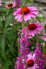 purple-loosestrife lythrum salicaria and echinecea purpurea blooming