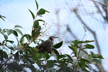 Wild Brown-eared Bulbul Perched in the Bushes Inside a Zoo Enclosure