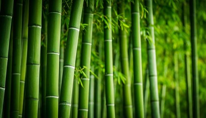 Obraz premium Lush green bamboo forest (1)