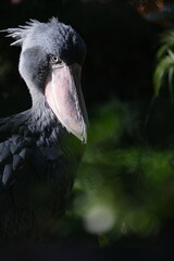 Shoebill Stork Staring Intently