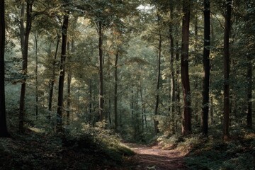 Sunlit path through a dense forest. Lush green trees line a narrow dirt path