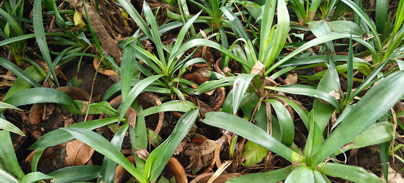 close up shot of Bromelia karatas L in the garden.