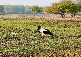 Jabiru (male) wading the wetlands during the dry season of Yellow Waters Billabong in Kakadu NP looking for food at sunrise © Helge