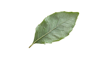 Bright green leaf covered in fresh water droplets shines in the morning light, showcasing nature's beauty and detail