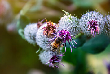 Flowering prickly thistle on the summer field	
