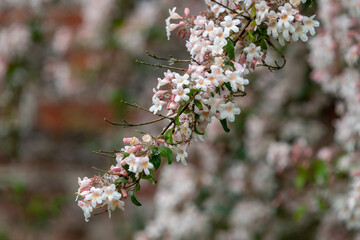 Close up of beauty bush (kolkwitzia amabilis) flowers in bloom