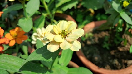 Light Yellow Common Zinnia Flower Blooming on a Green Nature Background