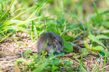 A closeup of a Common vole, Microtus arvalis, on the ground with a blurry background