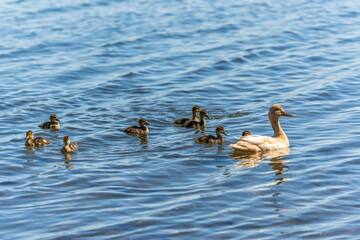 A family of ducks, a duck and its little ducklings are swimming in the water. The duck takes care of its newborn ducklings. Mallard, lat. Anas platyrhynchos