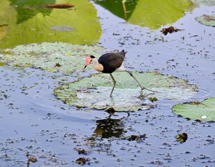 Comb-crested Jacana (adult) at Yellow Waters Billabong in Kakadu NP during dry season at sunrise...