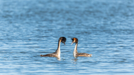 Mating games of two water birds Great Crested Grebes. Two waterfowl birds Great Crested Grebes swim in the lake with heart shaped silhouette