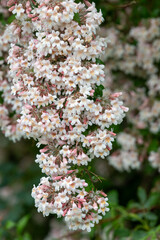 Close up of beauty bush (kolkwitzia amabilis) flowers in bloom
