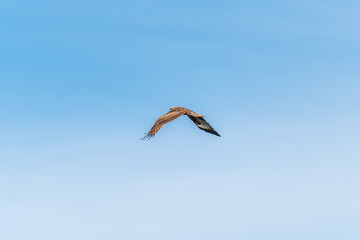 The bird of prey Black Kite flying in blue Sky
