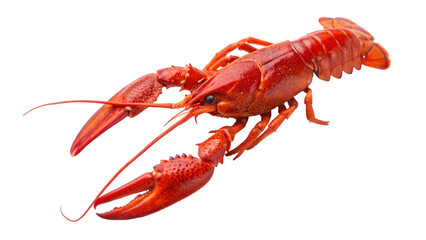 boiled red crayfish isolated on transparent background isolated on white background