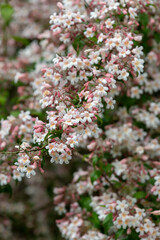 Close up of beauty bush (kolkwitzia amabilis) flowers in bloom