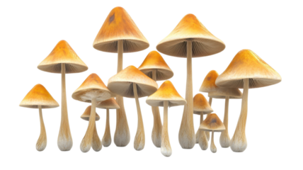 Clusters of vibrant orange mushrooms stand tall under sunlight in a forest setting amidst fallen leaves