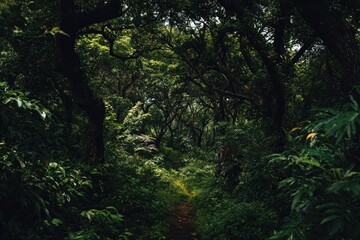 Obraz premium Lush, dark forest path