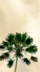 Fototapeta premium Close up palm tree reaching toward a cloudy sky, creating a dramatic silhouette and minimalistic nature scene with soft warm tones and intricate twig patterns.