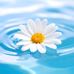 Single daisy afloat on calm, blue water, concentric ripples