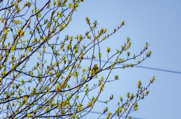 Small yellow Yellowhammer perched on budding spring tree branches under blue sky. Bright yellow bird rests among fresh spring buds on thin branches against a clear blue sky.