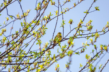 Small yellow Yellowhammer perched on budding spring tree branches under blue sky. Bright yellow bird rests among fresh spring buds on thin branches against a clear blue sky.