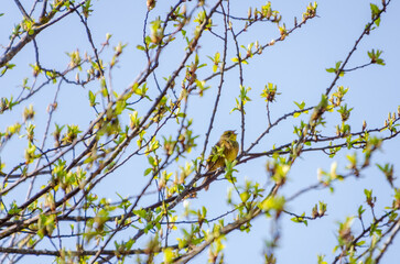 Small yellow Yellowhammer perched on budding spring tree branches under blue sky. Bright yellow bird rests among fresh spring buds on thin branches against a clear blue sky.