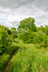 Fototapeta premium lush green meadow path surrounded by blooming spring trees and bushes. Scenic grassy path winding through lush green meadow with blooming trees under a partly cloudy sky.
